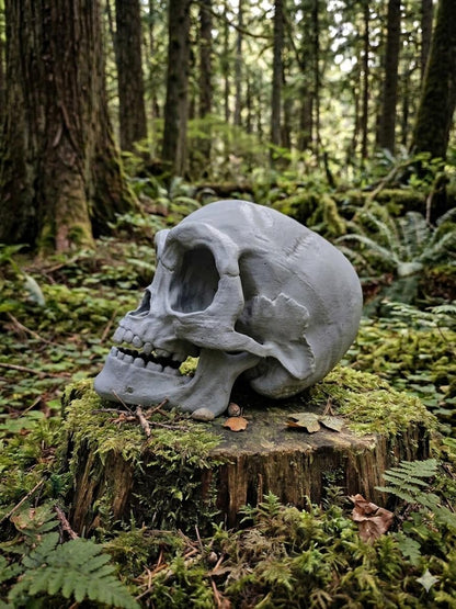 Lifesized Ewok Skull - DIY Raw Print